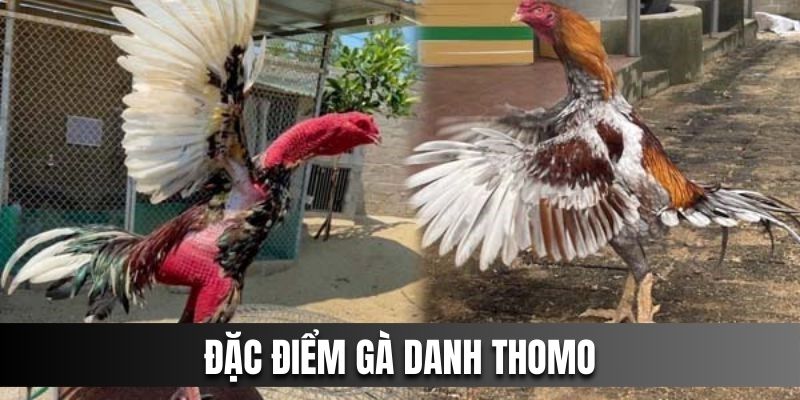 Đặc điểm gà danh tại Thomo