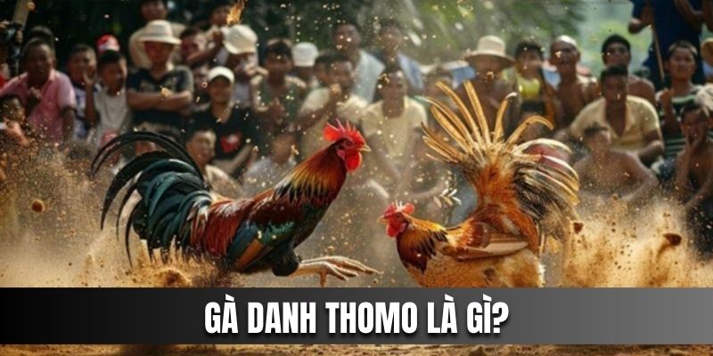 Khái niệm gà danh Thomo