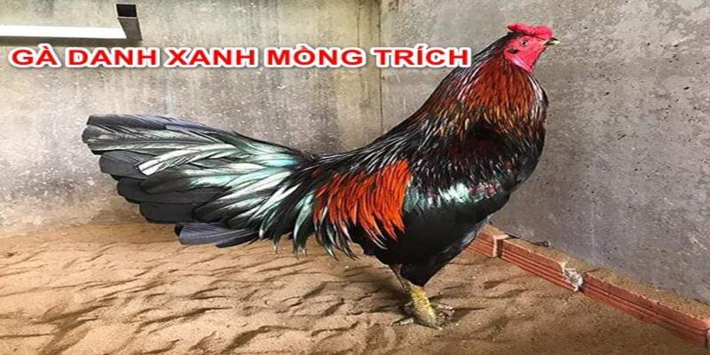 Gà danh xanh mồng trích