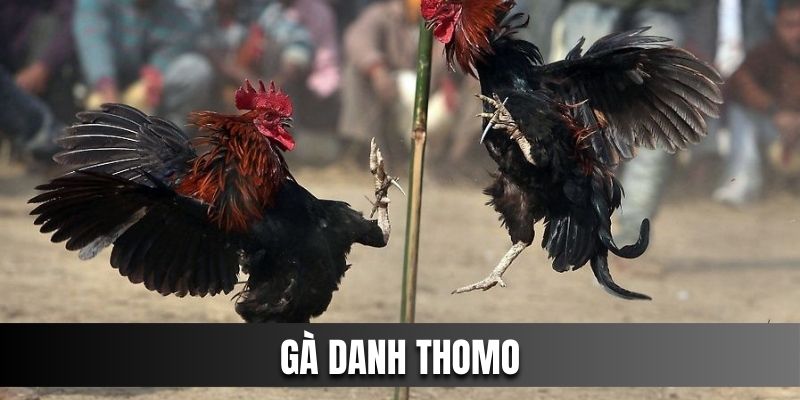 Gà Danh Thomo